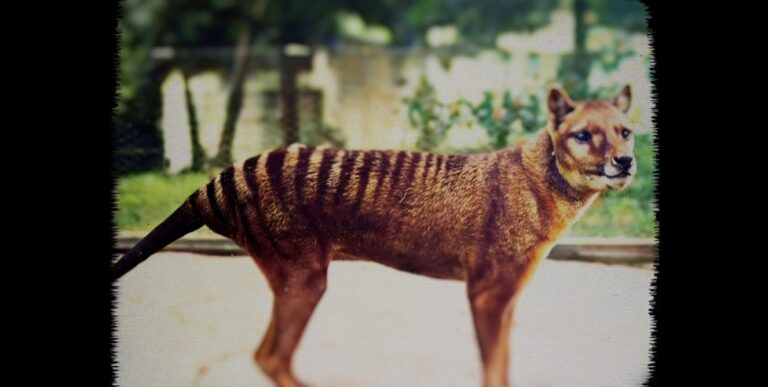 Hunt For Truth: Tasmanian Tiger Verdict on SBS and SBS on Demand