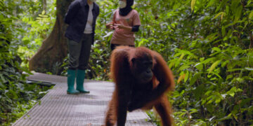 Dr Ann's Secret Lives on ABC and ABC iview S1E3