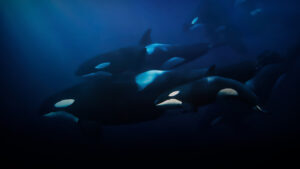 August 2025 on ABC iview