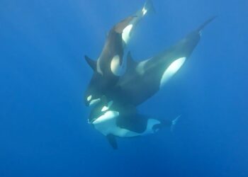 Killer Whale: Australia’s Megapod on ABC makes a splash in August