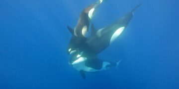Killer Whale: Australia’s Megapod on ABC makes a splash in August