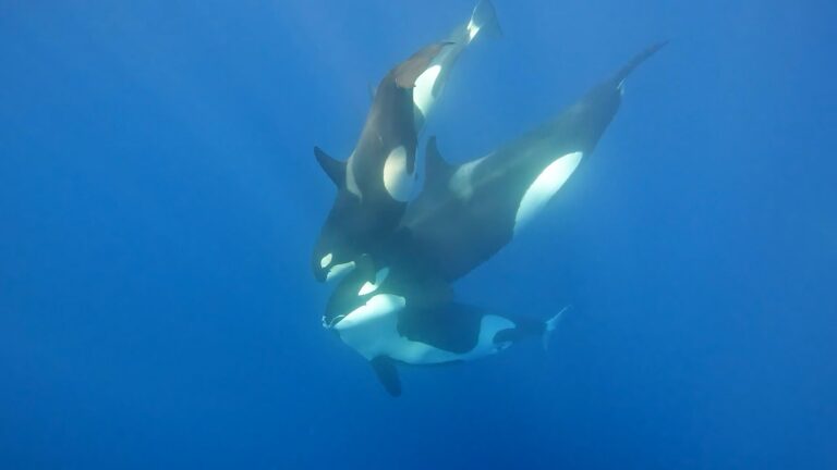 Killer Whale: Australia’s Megapod on ABC makes a splash in August