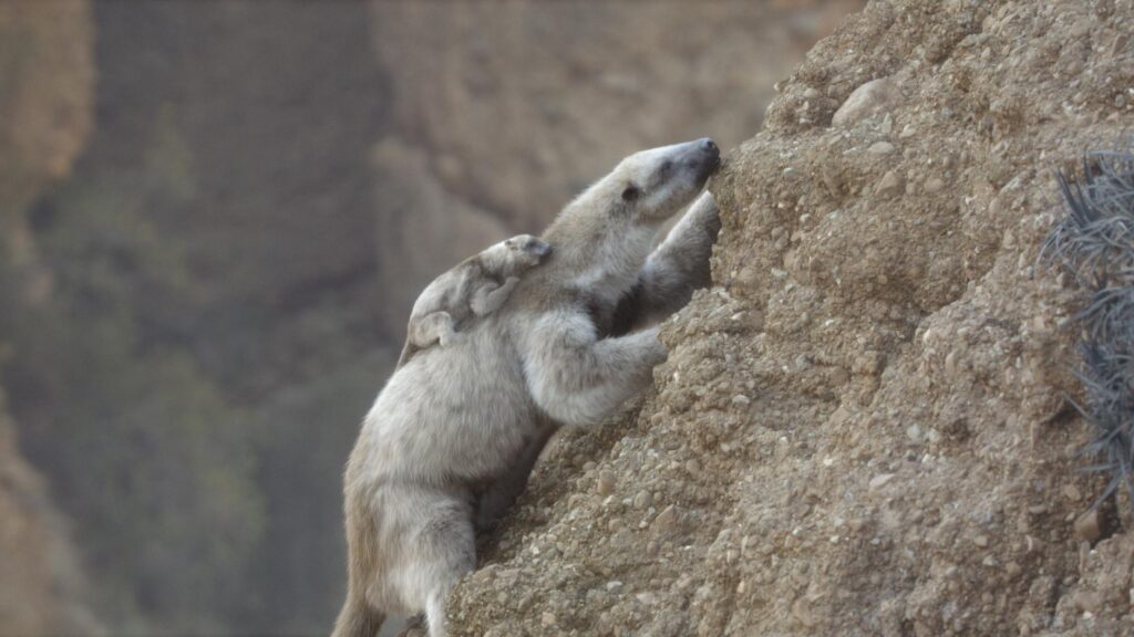 Prehistoric Planet: Ice Age on Apple TV new trailer