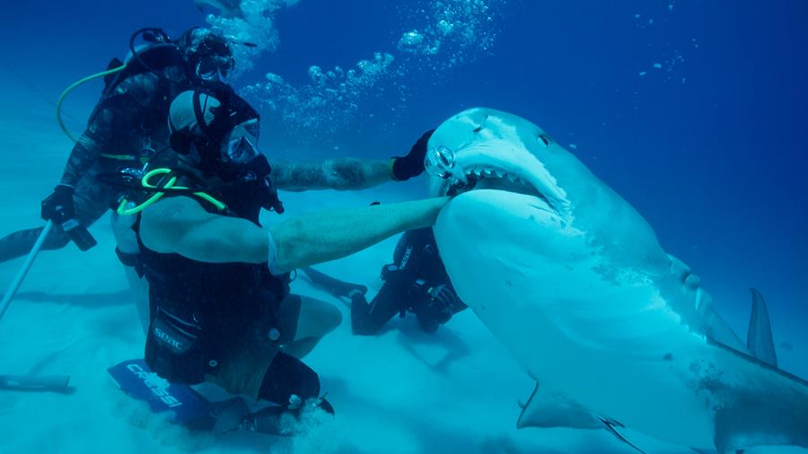 Discovery’s Shark Week returns 10 August