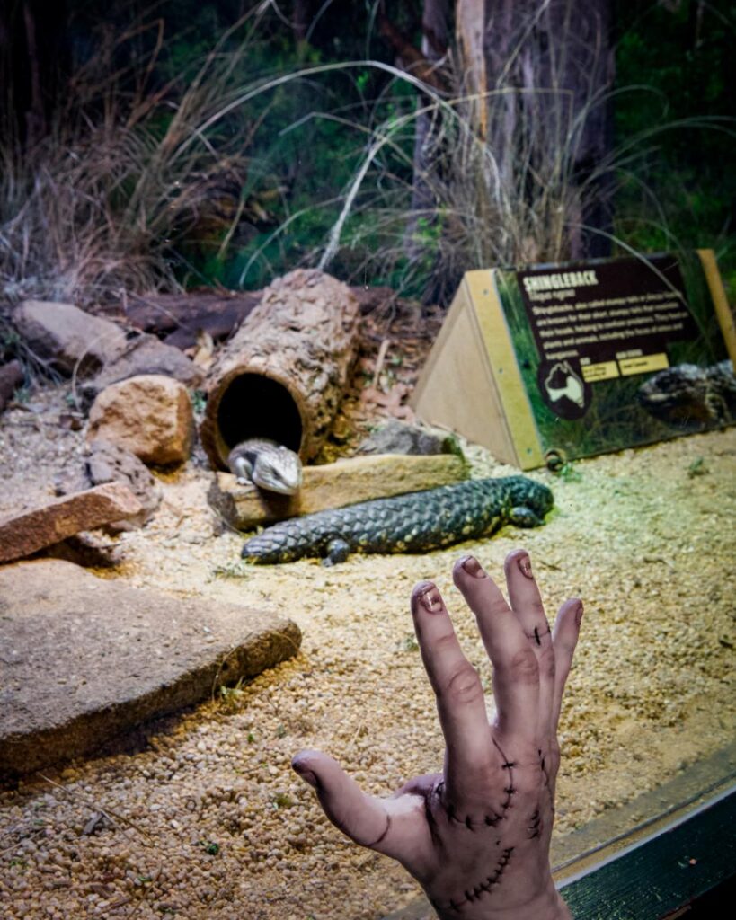 Wednesday on Netflix has Thing tour Sydney