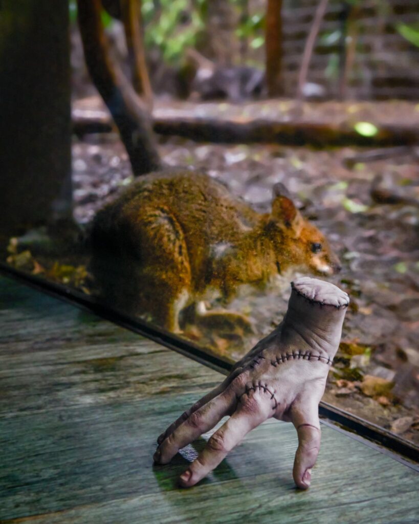 Wednesday on Netflix has Thing tour Sydney