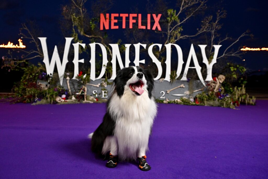 The Doom Tour: Netflix’s Wednesday Cast Hit Purple Carpet in Sydney Ahead of Ominous Fan Festival