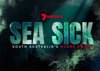 Sea Sick: South Australia’s algae crisis is a 7NEWS Adelaide special event