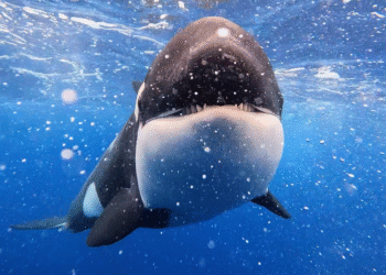 Killer Whale: Australia's Megapod on ABC and ABC iview