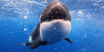 Killer Whale: Australia's Megapod on ABC and ABC iview