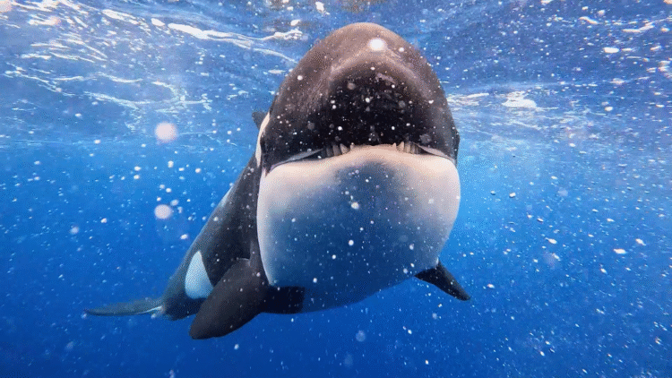 Killer Whale: Australia's Megapod on ABC and ABC iview