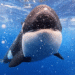 Killer Whale: Australia's Megapod on ABC and ABC iview
