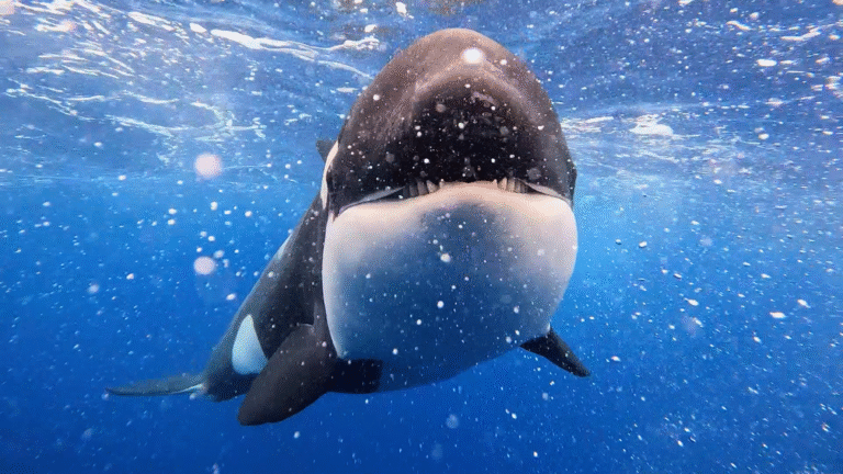 Killer Whale: Australia's Megapod on ABC and ABC iview