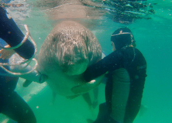 Dr Ann's Secret Lives on ABC and ABC iview S1E5