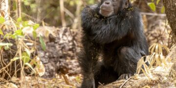 Love Nature Greenlights Two New Captivating Wildlife and Nature Programs