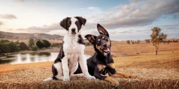 Muster Dogs on ABC returns in 2026
