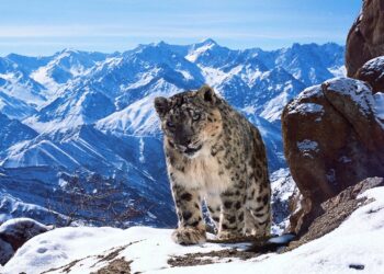 October 2025 on BritBox