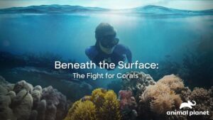 November 2025 on Warner Bros Discovery