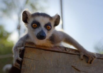 Born to be Wild on Apple TV first look
