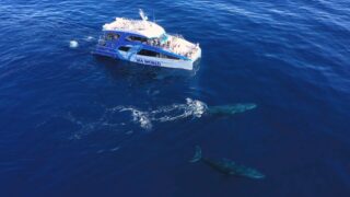 My Way on Channel 9 Queensland and 9Now S11E6