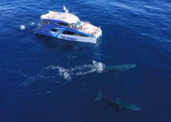 My Way on Channel 9 Queensland and 9Now S11E6