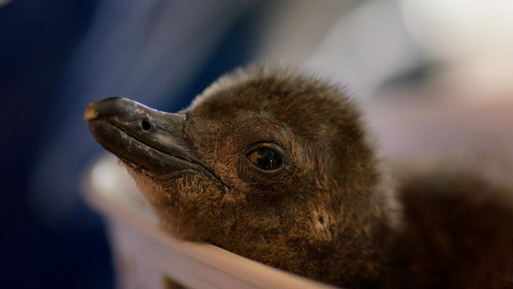 Born to be Wild on Apple TV first look