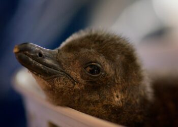 January 2026 on Apple TV