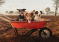 Muster Dogs on ABC returns with two unmissable seasons