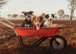Muster Dogs on ABC returns with two unmissable seasons
