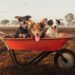Muster Dogs on ABC returns with two unmissable seasons