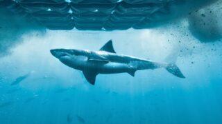 Blue Ant Media Unveils Two Returning Productions at World Congress of Science & Factual Producers