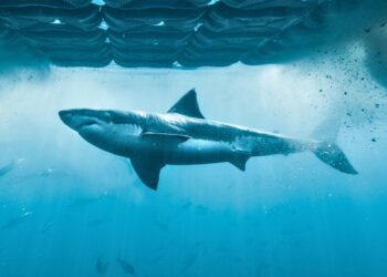 Blue Ant Media Unveils Two Returning Productions at World Congress of Science & Factual Producers