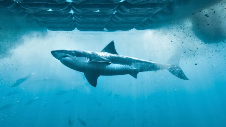 Blue Ant Media Unveils Two Returning Productions at World Congress of Science & Factual Producers