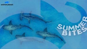 January 2026 on Warner Bros Discovery