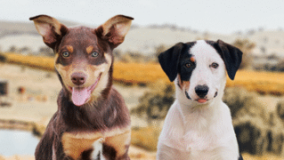 Muster Dogs on ABC and ABC iview S4E1