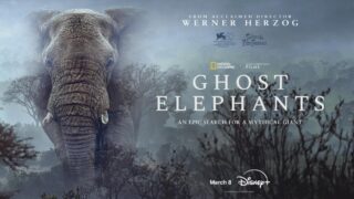 Ghost Elephants on Disney+ trailer