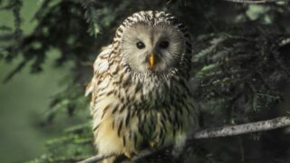 Blue Ant Media Greenlights a Lineup of New and Returning Natural History Content