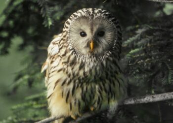 Blue Ant Media Greenlights a Lineup of New and Returning Natural History Content