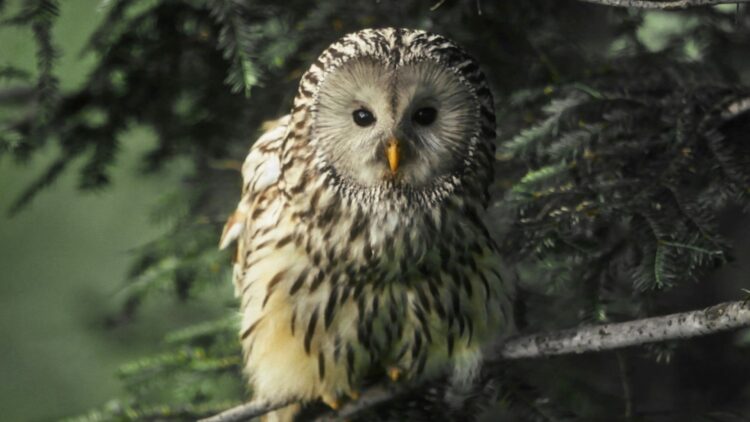 Blue Ant Media Greenlights a Lineup of New and Returning Natural History Content