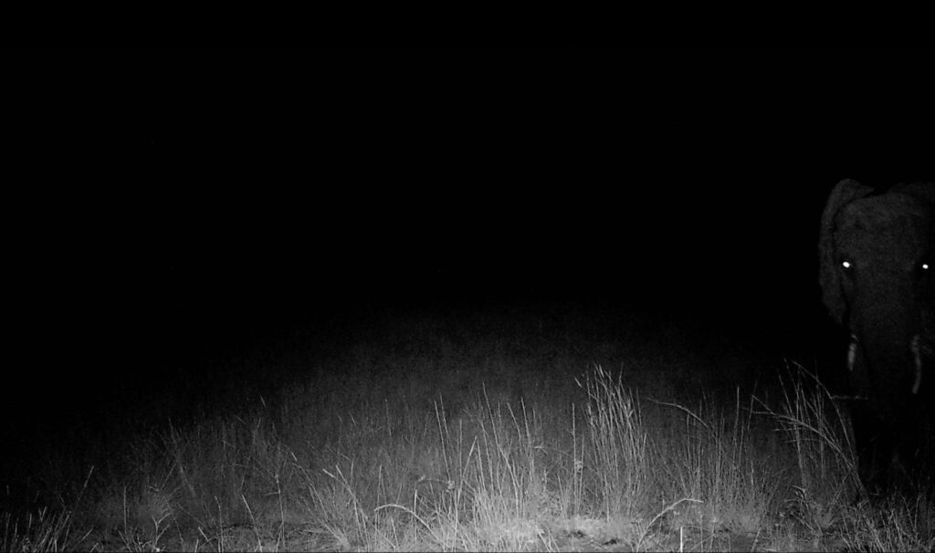 Ghost Elephants on Disney+ trailer