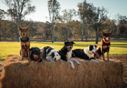 Muster Dogs on ABC and ABC iview S4E6
