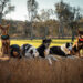 Muster Dogs on ABC and ABC iview S4E6