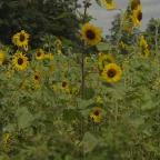 Murder in the Skies: Who Downed MH17? on ABC and ABC iview S1E3
