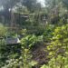 Monty Don’s British Gardens episode 3 on ABC TV and ABC iview