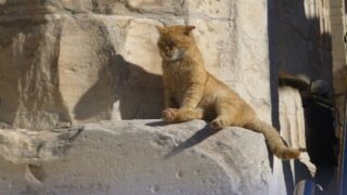 Acropolis Cats & Other Wondrous Animals will premiere at the Melbourne Documentary Film Festival in July.