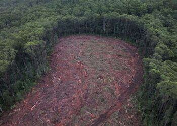 Aerial view of a logged section of native forest featured in Four Corners: Timber Turmoil on ABC TV.