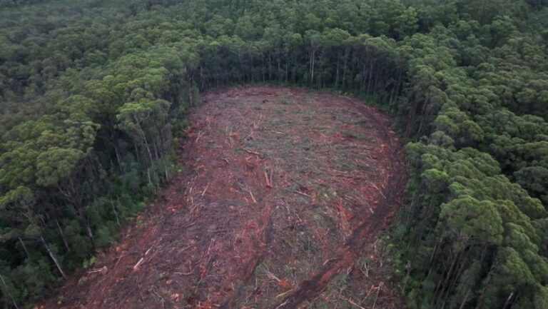 Aerial view of a logged section of native forest featured in Four Corners: Timber Turmoil on ABC TV.