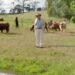 Dr Harry visits Scottish Highland cows on Better Homes and Gardens on Channel 7.