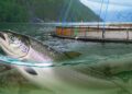 Foreign Correspondent: Norway's New Oil examines Norway's salmon industry