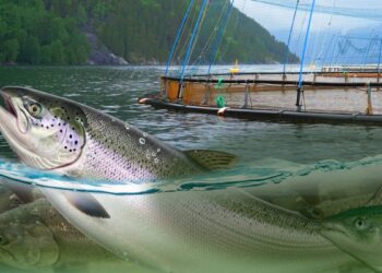 Foreign Correspondent: Norway's New Oil examines Norway's salmon industry
